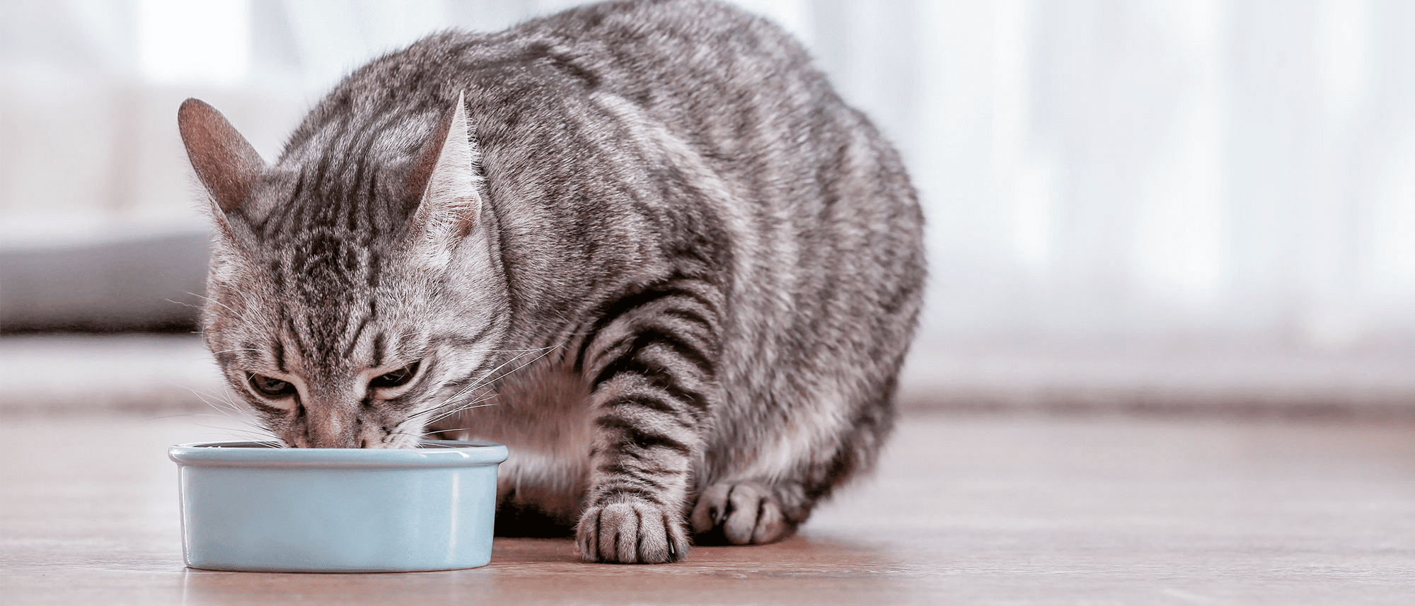 Консерви для котів Royal Canin