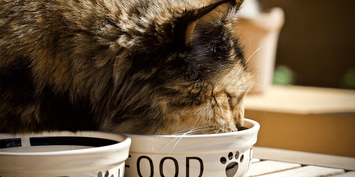 Вологий корм для котів Royal Canin