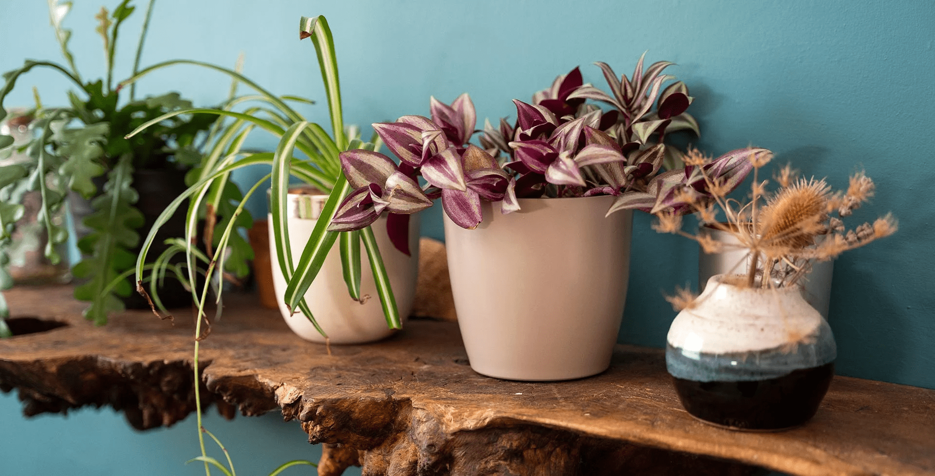 Стильная полка с разнообразными домашними растениями в горшках